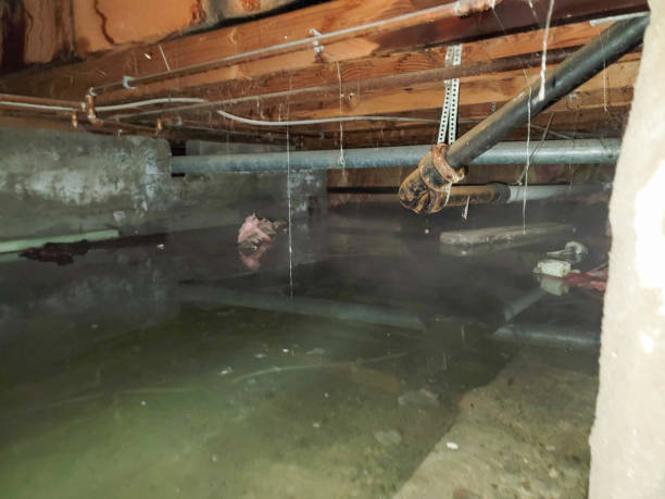 Best Flood damage cleanup  in Sebastopol, CA